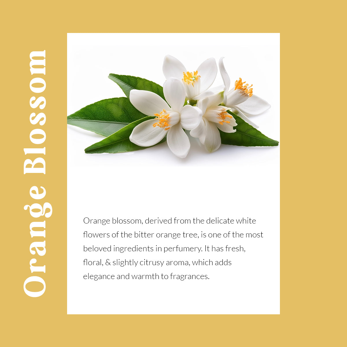 Citrus Burst Car Dashboard Air Fragrance
